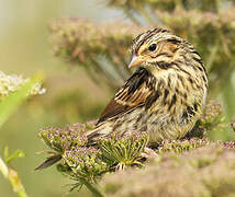 Savannah Sparrow