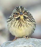 Savannah Sparrow