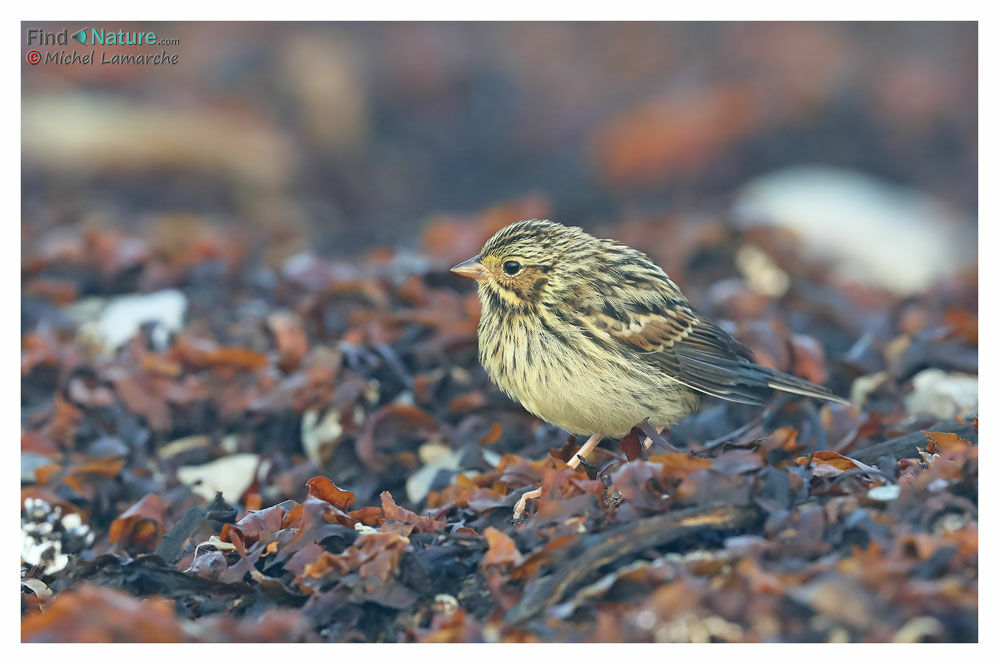 Savannah Sparrow