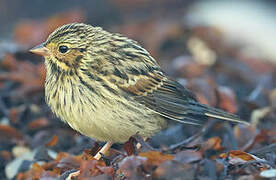 Savannah Sparrow