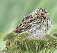 Savannah Sparrow