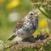 Savannah Sparrow