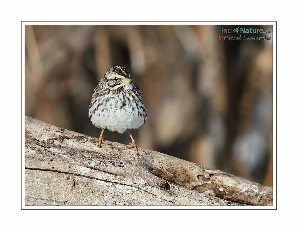 Savannah Sparrow