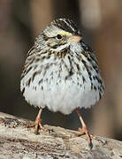 Savannah Sparrow