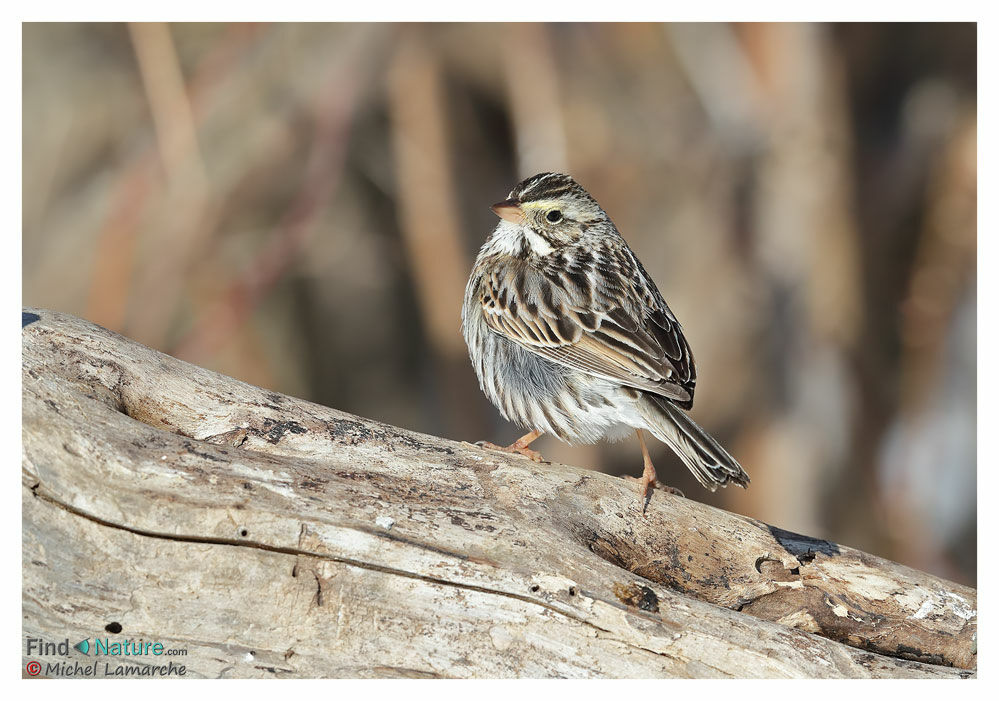 Savannah Sparrow