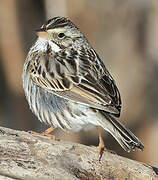 Savannah Sparrow