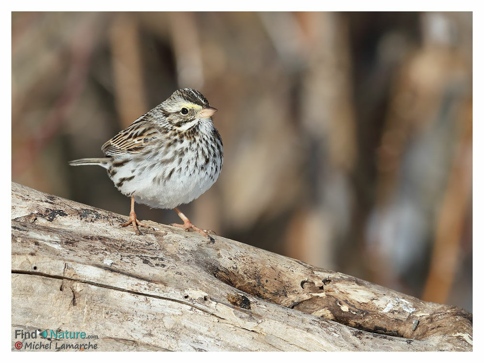 Savannah Sparrow