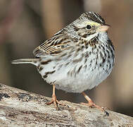 Savannah Sparrow