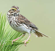 Savannah Sparrow