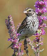 Savannah Sparrow