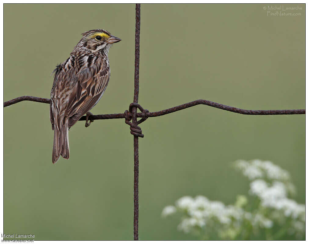 Savannah Sparrow, pigmentation