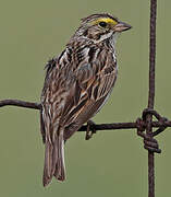 Savannah Sparrow