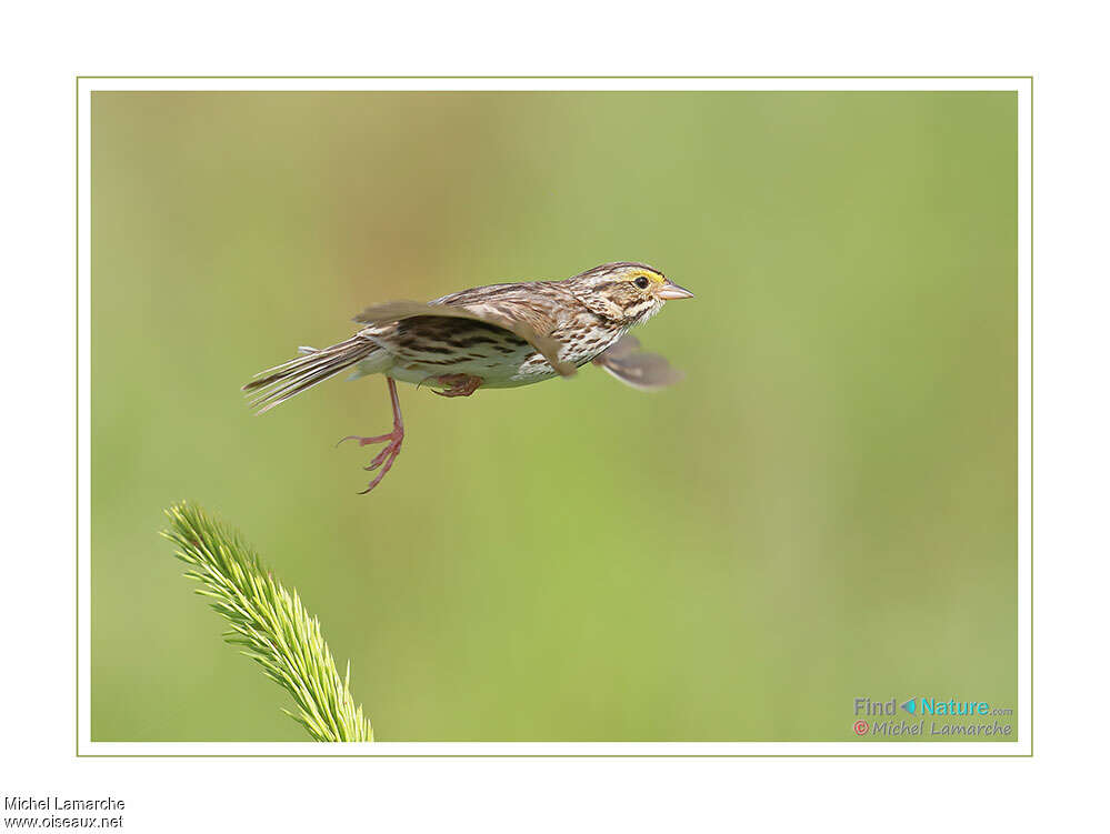 Savannah Sparrowadult, Flight