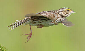 Savannah Sparrow