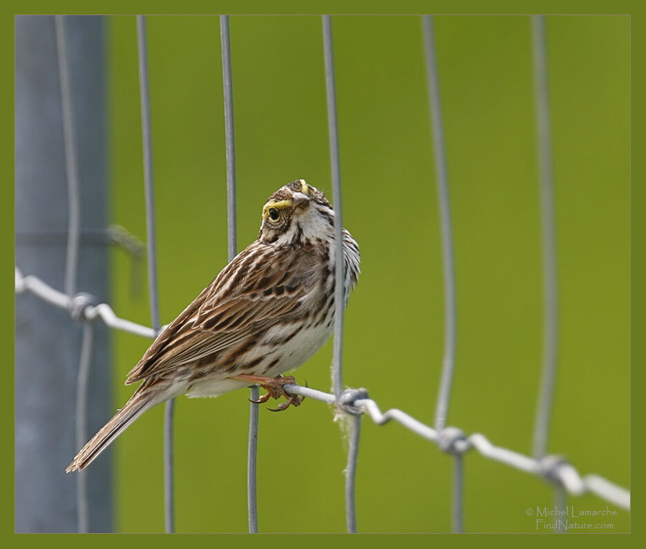 Savannah Sparrow