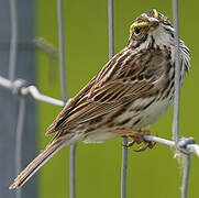 Savannah Sparrow