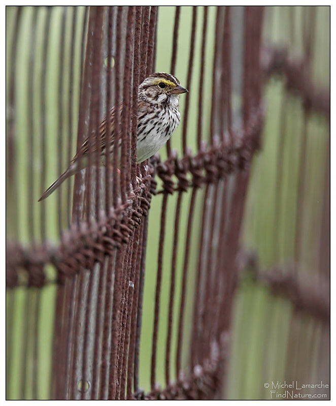 Savannah Sparrow