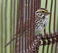 Savannah Sparrow