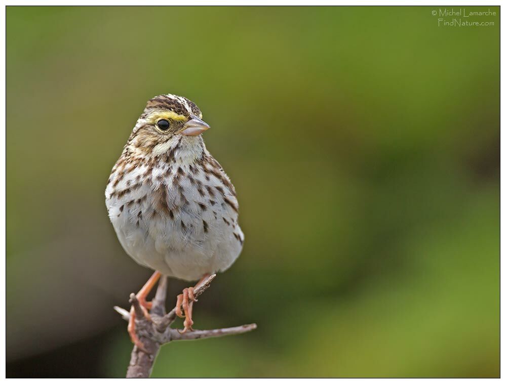 Savannah Sparrow