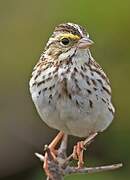 Savannah Sparrow