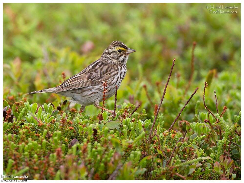 Bruant des présadulte, identification