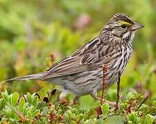 Savannah Sparrow