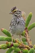 Savannah Sparrow