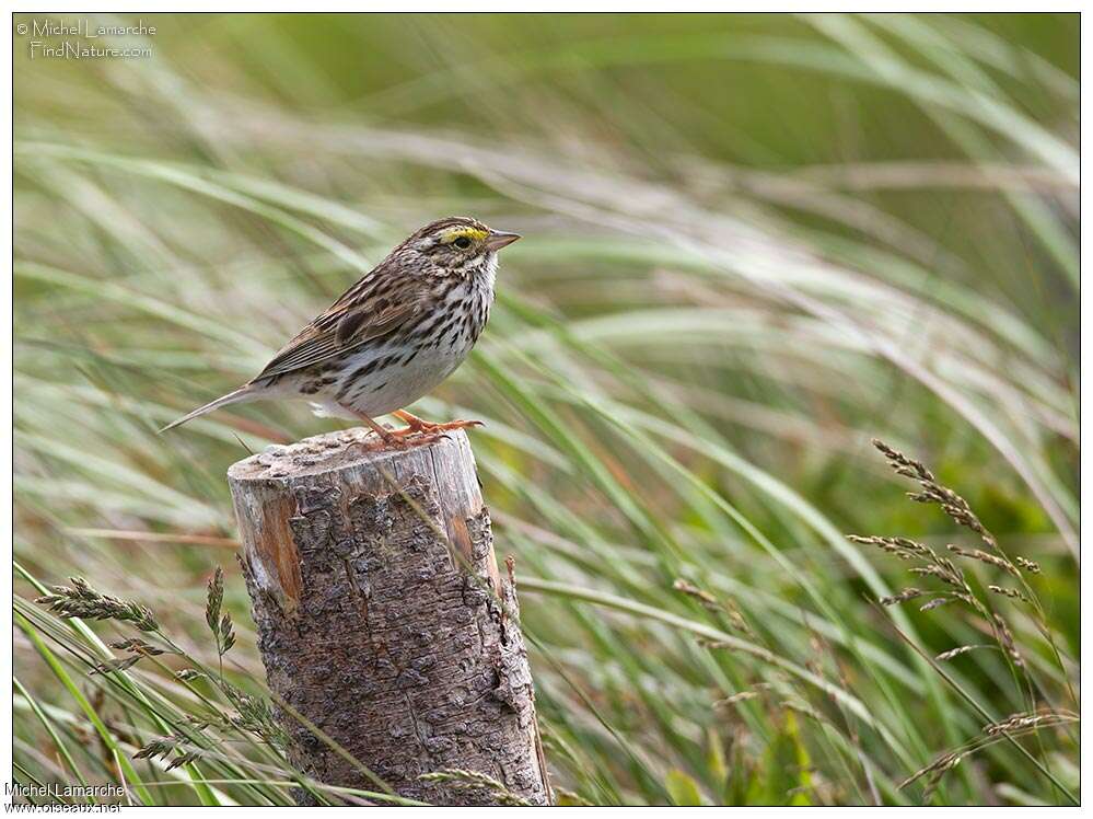 Savannah Sparrowadult breeding, habitat