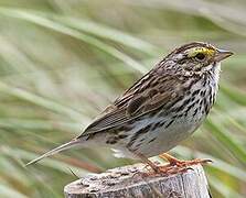 Savannah Sparrow