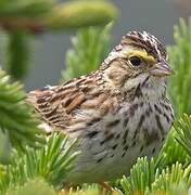 Savannah Sparrow