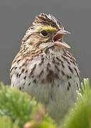 Savannah Sparrow