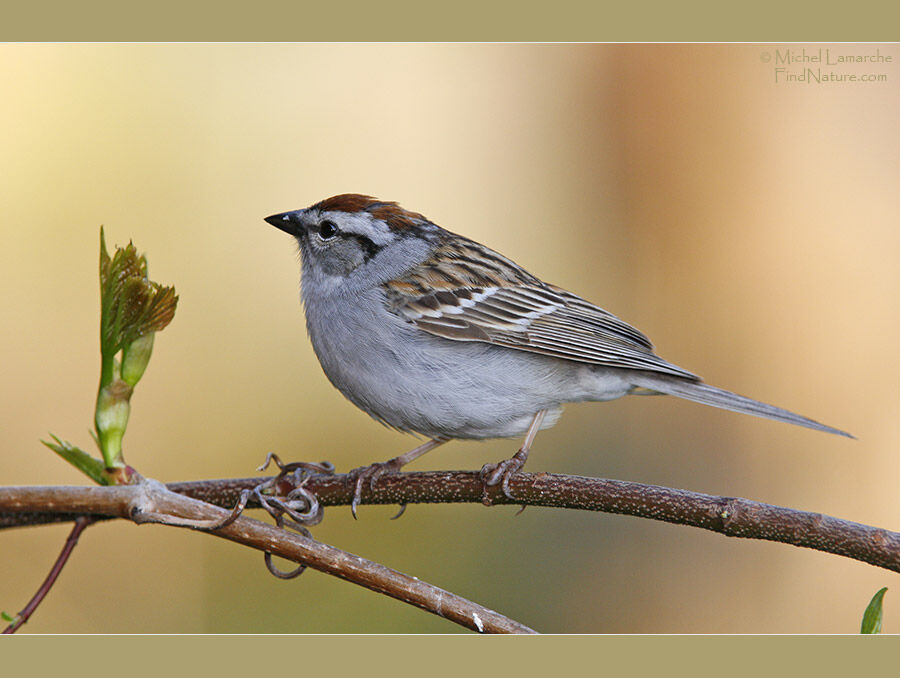 Chipping Sparrow