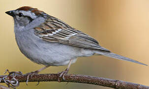 Chipping Sparrow