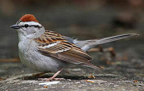 Chipping Sparrow