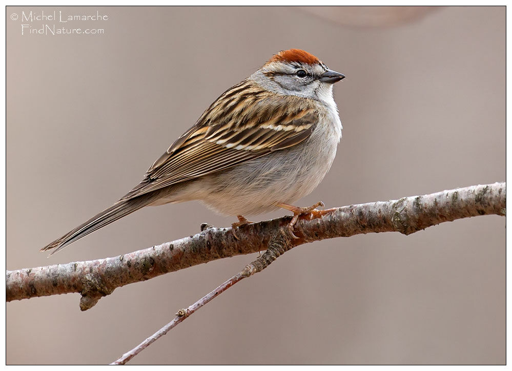 Chipping Sparrow