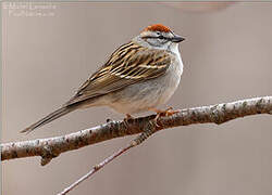 Chipping Sparrow