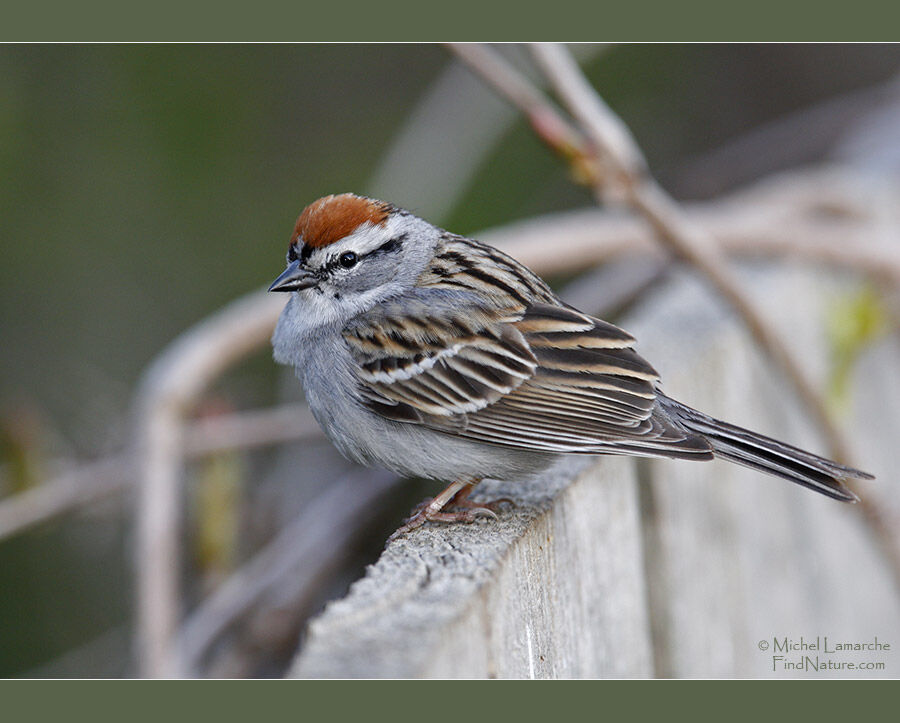 Chipping Sparrow