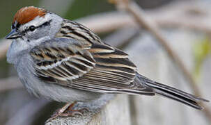 Chipping Sparrow