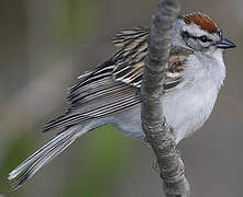 Chipping Sparrow