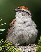 Chipping Sparrow