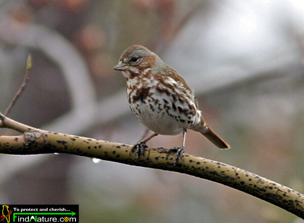 Red Fox Sparrow