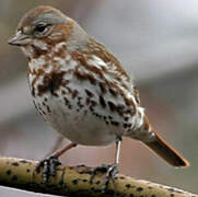 Red Fox Sparrow