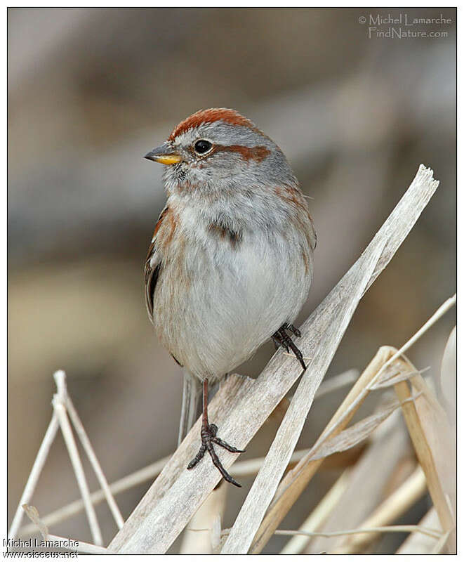 American Tree Sparrowadult, close-up portrait