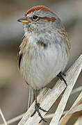 American Tree Sparrow