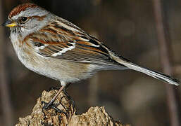 American Tree Sparrow