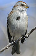 American Tree Sparrow