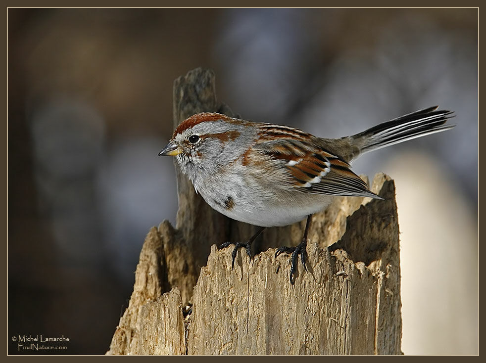 American Tree Sparrow