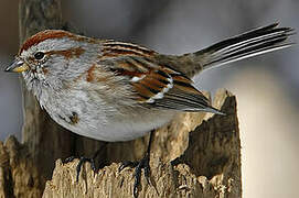 American Tree Sparrow