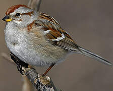 American Tree Sparrow