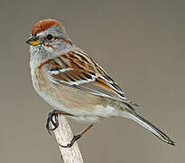 American Tree Sparrow